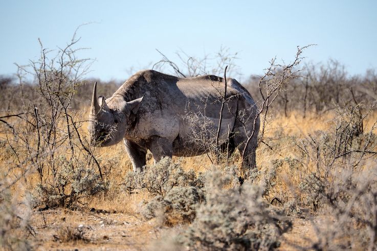 Rhinoceros noir (Diceros bicornis)