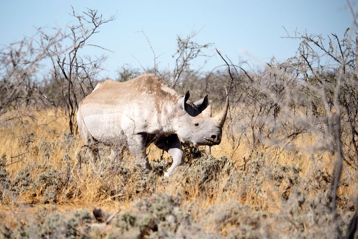 Rhinoceros noir (Diceros bicornis)
