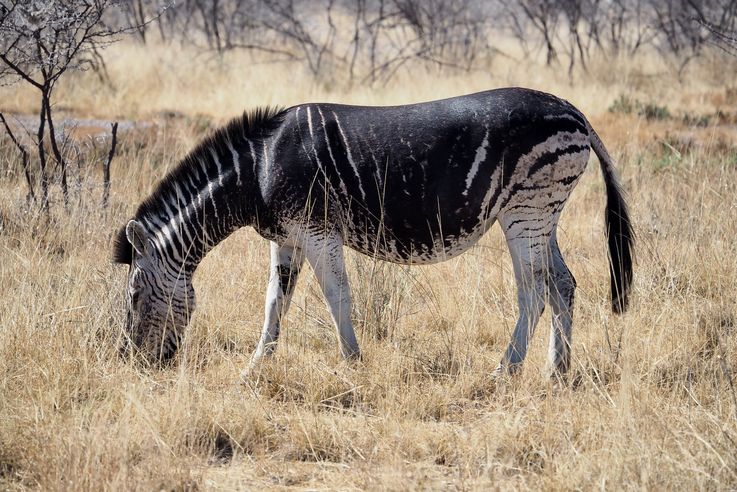 Zèbre (Equus zebra) à moitié rayé...