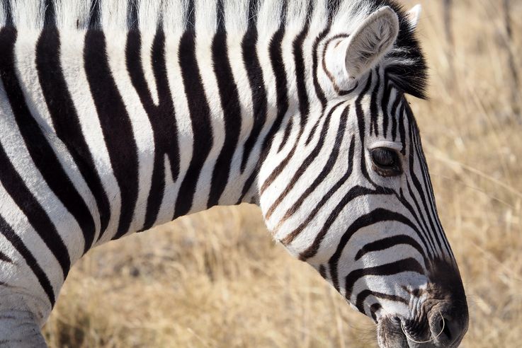 Zèbre (Equus zebra)