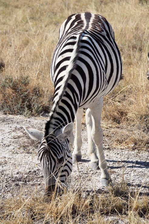 Zèbre (Equus zebra)