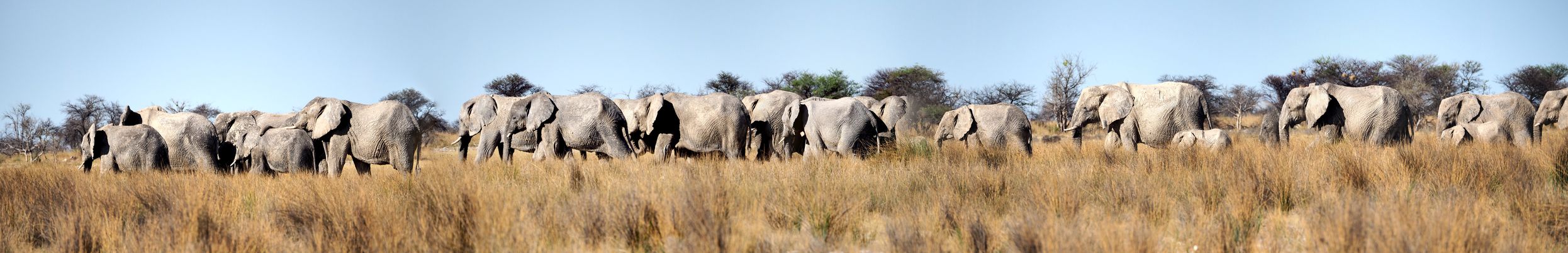 Eléphants des savanes (Loxodonta africana)