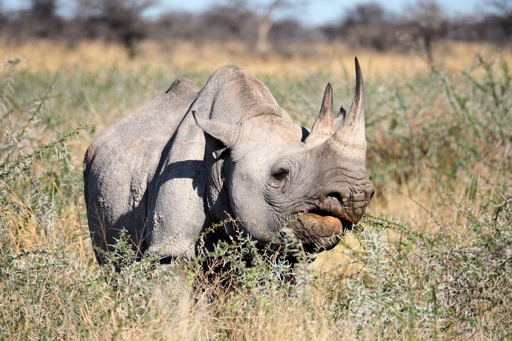 namibie-20141016-7036-etosha-rhinoceros-noir-diceros-bicornis.jpg
