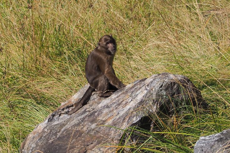 Macaque sauvage près du village de Chyamche