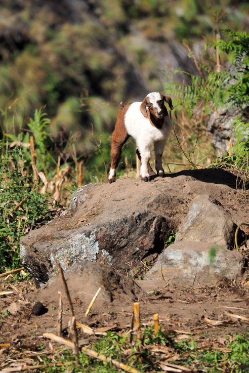 Chèvre près du village de Chyamche
Altitude : 1434 mètres