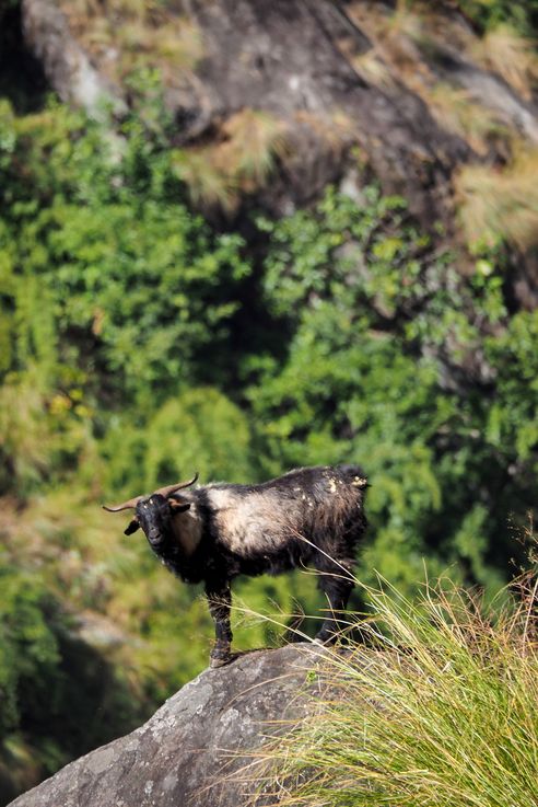 Chèvre près du village de Chyamche
Altitude : 1435 mètres