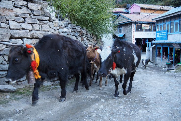 Yaks dans le village de Chame
Altitude : 2660 mètres