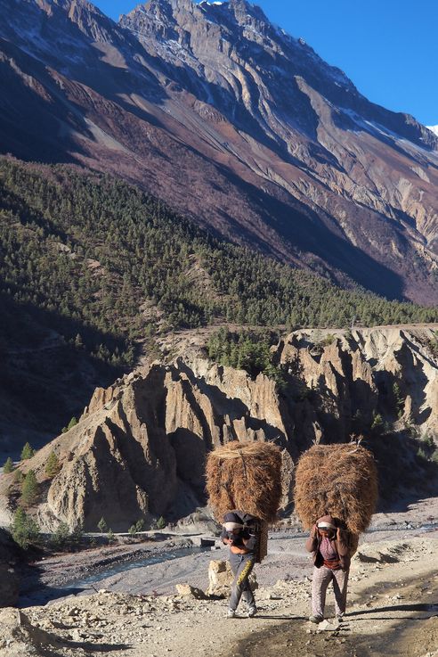 Porteuses de bois sur le chemin menant au camp de base du lac Tilicho
Altitude : 3613 mètres