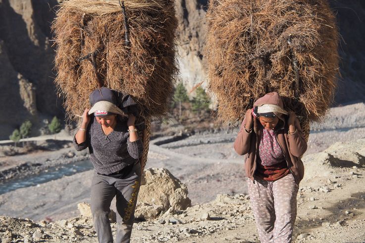 Porteuses de bois sur le chemin menant au camp de base du lac Tilicho
Altitude : 3613 mètres