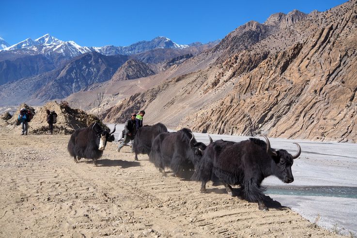 Troupeau de yacks près du village de Jomsom
Altitude : 2758 mètres