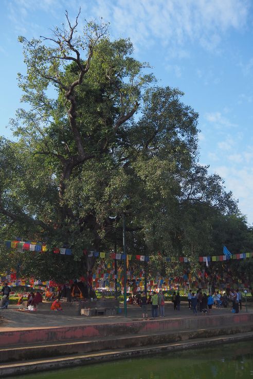 Les jardins sacrés de Lumbini
Altitude : 20 mètres