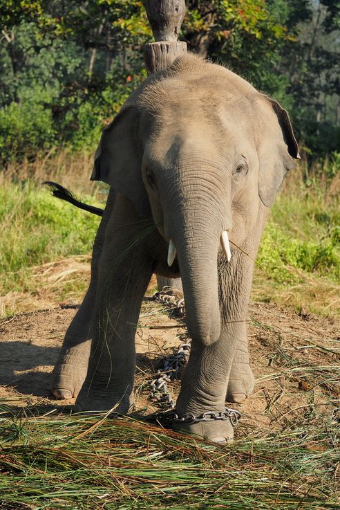 Elephant d'Asie (Chitwan)
Altitude : 133 mètres