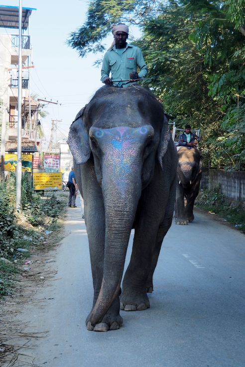 Elephant d'Asie (Chitwan)
Altitude : 150 mètres
