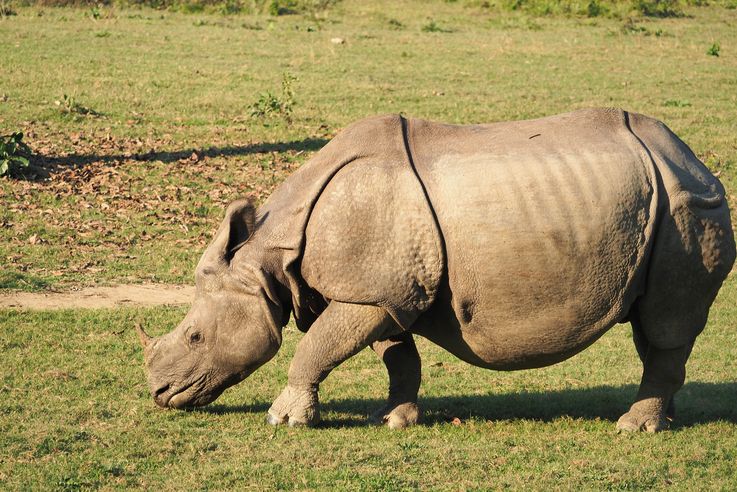 Rhinoceros indien (Chitwan)
