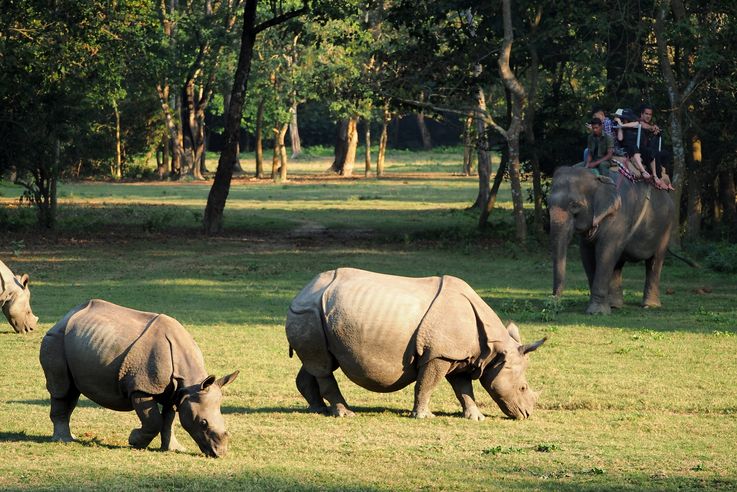 Rhinoceros indien (Chitwan)