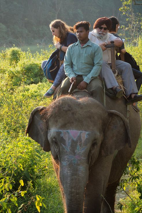 Elephant d'Asie (Chitwan)