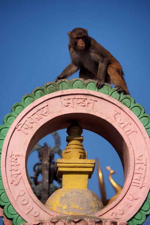 Macaque à Swayambunath (Katmandou)
Altitude : 1369 mètres