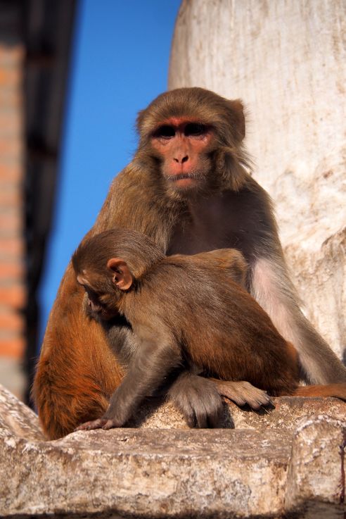 Macaque à Swayambunath (Katmandou)
Altitude : 1367 mètres