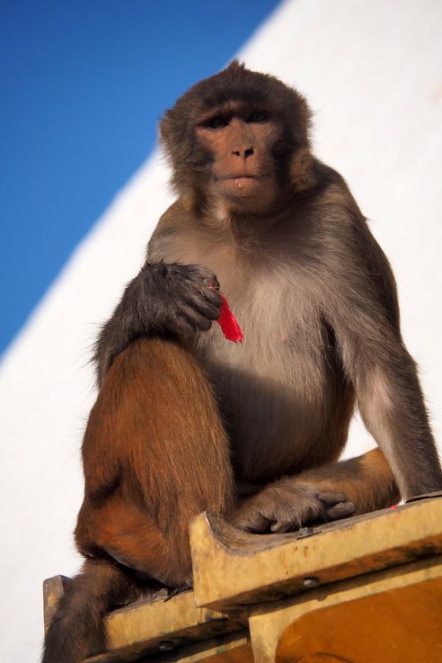 Macaque à Swayambunath (Katmandou)
Altitude : 1373 mètres