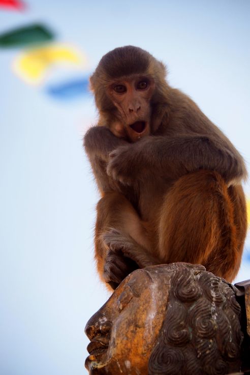 Macaque à Swayambunath (Katmandou)
Altitude : 1368 mètres
