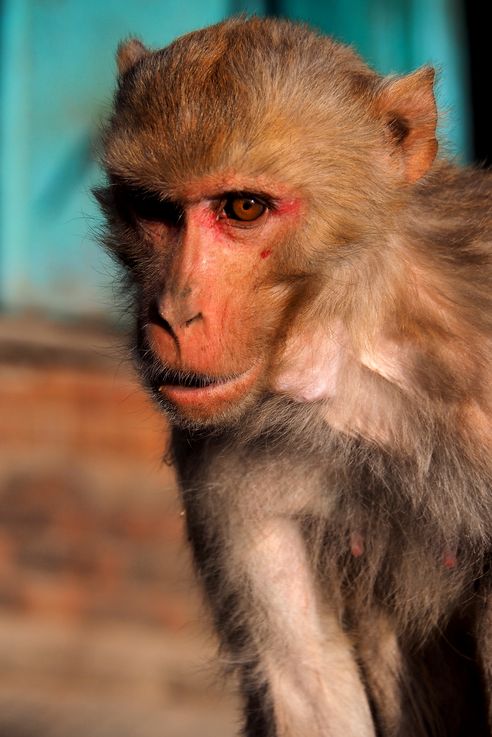 Macaque à Swayambunath (Katmandou)
Altitude : 1368 mètres