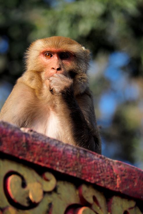 Macaque à Swayambunath (Katmandou)
Altitude : 1280 mètres