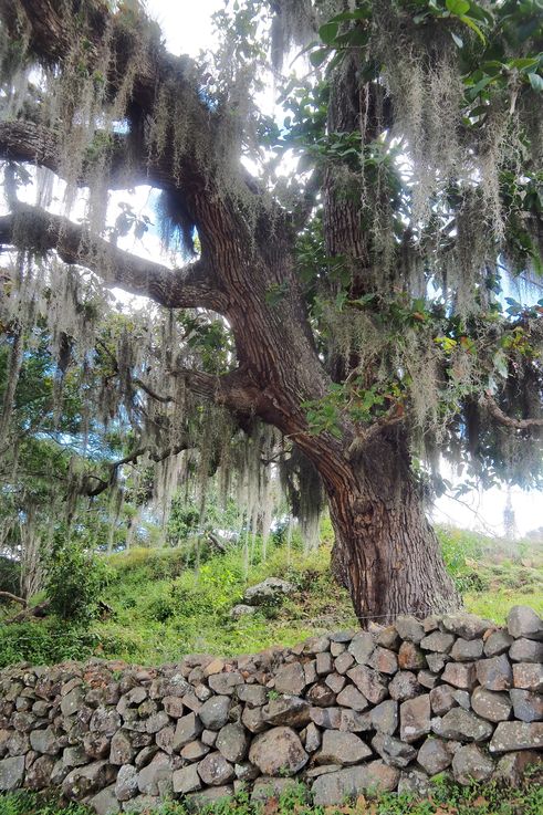 Barbes De Vieillard (Tillandsia Usneoides) - Région d'Estelí
Altitude : 1288 mètres