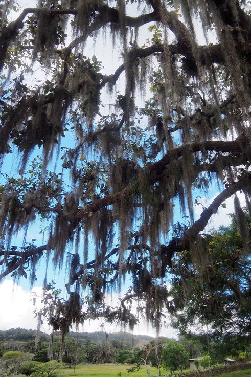 Barbes De Vieillard (Tillandsia Usneoides) - Région d'Estelí
Altitude : 1287 mètres