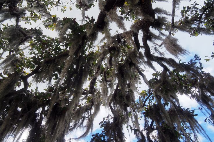 Barbes De Vieillard (Tillandsia Usneoides) - Région d'Estelí
Altitude : 1290 mètres