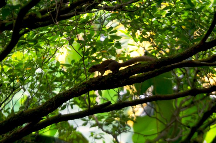Photo de SINGAPOUR