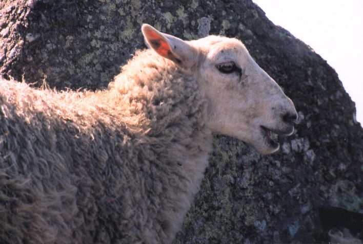 Mouton à Ottenby