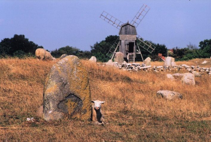 Mouton et moulin sur l'île d'öland