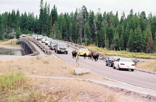 Bisons prioritaires à Yellowstone ;-)