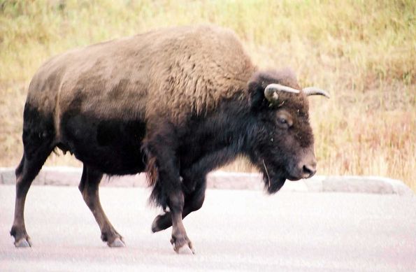 Bison. Yellowstone.