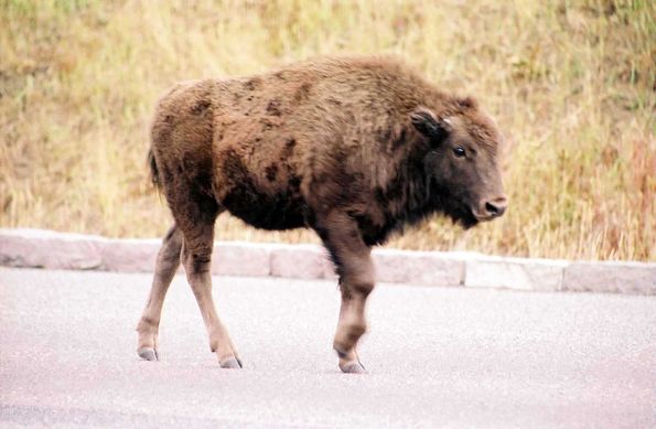 Bébé bison à Yellowstone