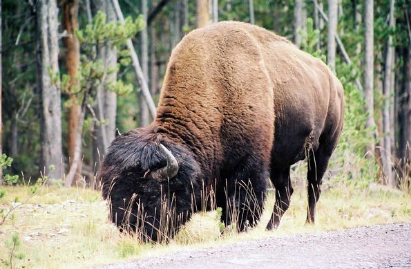 Bison à Yellowstone