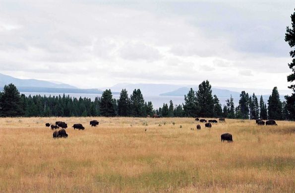 Troupeau de bison. Yellowstone.