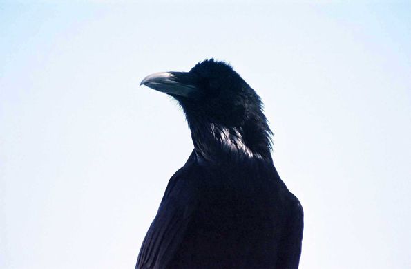 Corbeau dans la vallée de la mort