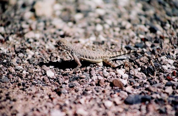 Iguane du désert. La vallée de la mort.