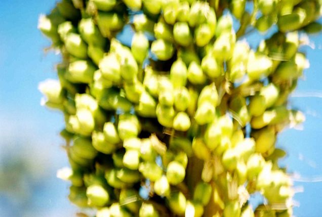 Détail (flou...) de la floraison d'un agave géant