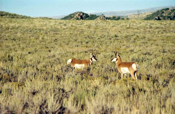 Pronghorn dans les flaming Gorges