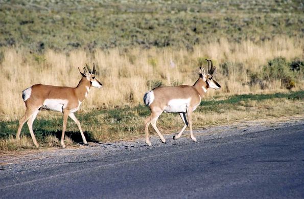 Pronghorn dans les flaming Gorges