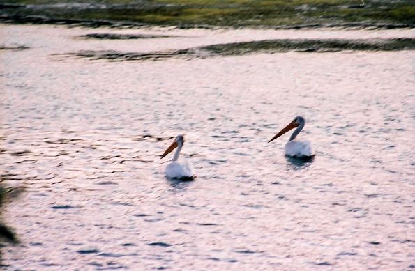 Pélicans à Niaraga Springs