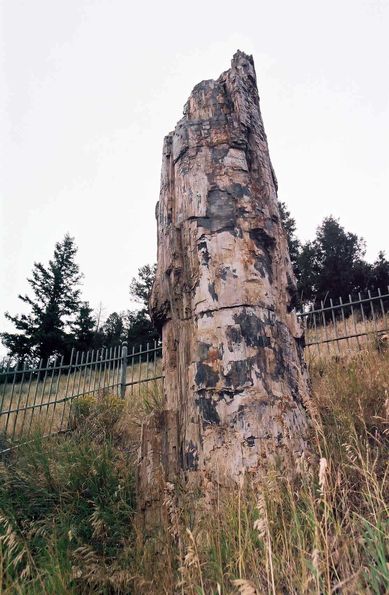 Petrified tree. Yellowstone.