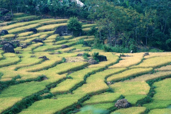 Rizières en terrasse. Vallée de Mai Chau