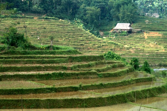 Rizières en terrasse. Vallée de Mai Chau.