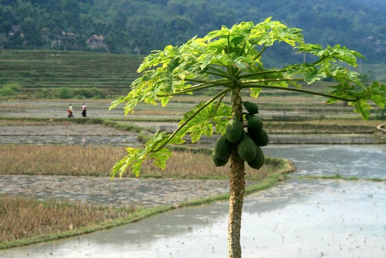 Papayer dans la vallée de Mai Chau