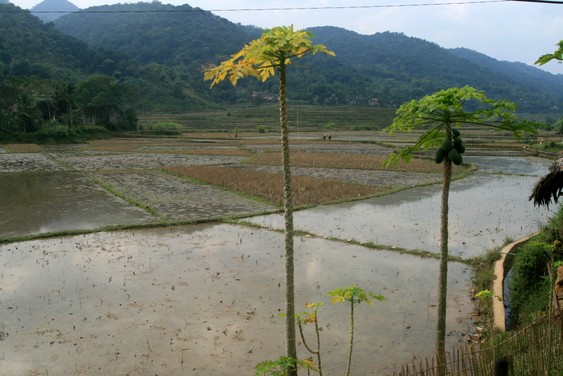 Papayers dans la vallée de Mai Chau