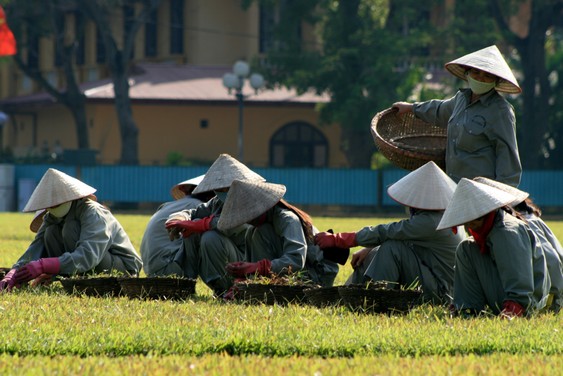 Entretien de la pelouse face au mausolée d'Ho Chi Minh. Hanoï.
