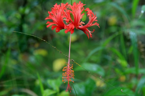 Fleur dans les vergers du delta du Mékong